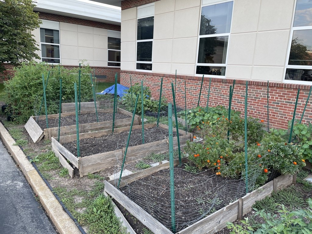 AfftonHS's tweet photo. From seed to table. The Garden club turned their hard work into a delicious meal of eggplant parmesan with marinara sauce by using the eggplant grown in the school garden. #afftonlearns #afftongrows https://t.co/TSgEb97Gkc