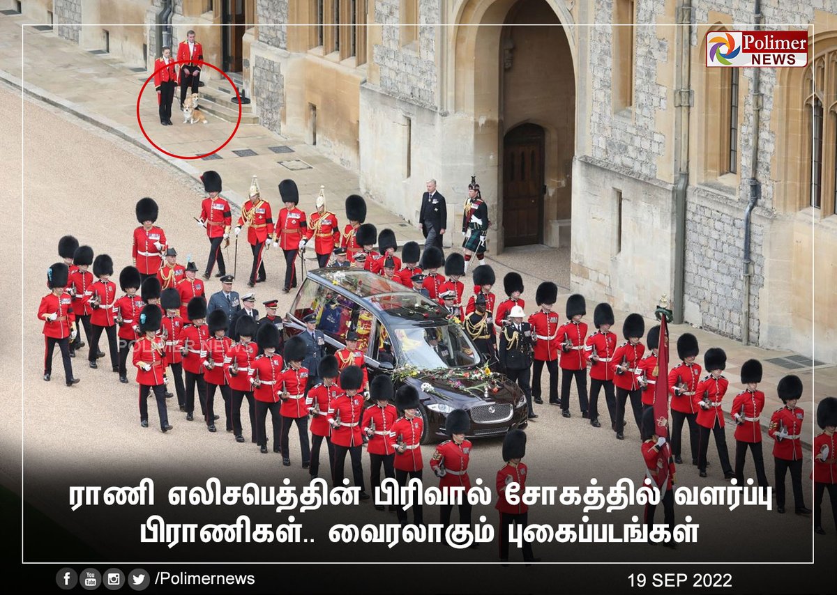 polimernews's tweet photo. #JUSTIN || ராணி எலிசபெத்தின் பிரிவால் சோகத்தில் வளர்ப்பு பிராணிகள்.. வைரலாகும் புகைப்படங்கள் | #Dogs | #Corgis | #Muick | #England | #QueenElizabethII | #London | #QueensFuneral | #WestminsterAbbey | https://t.co/CKGwVurgWm https://t.co/IZzSA9hv7f