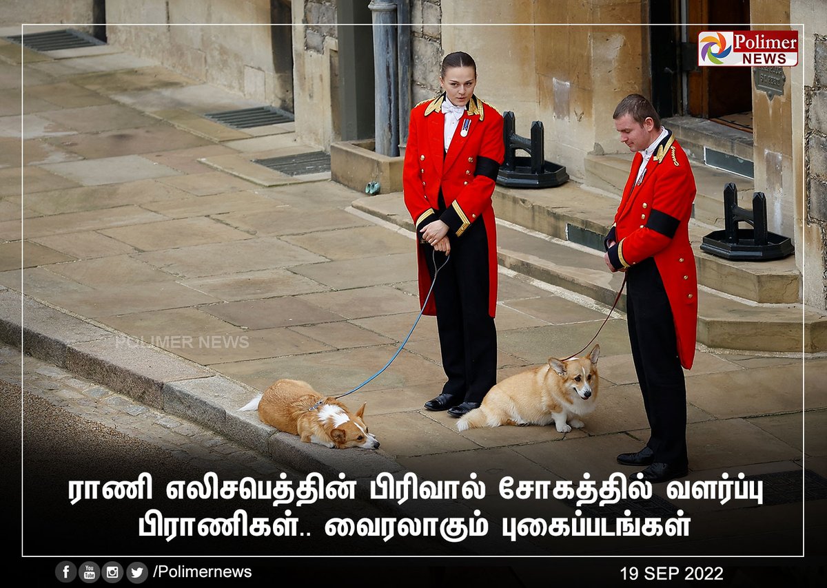 polimernews's tweet photo. #JUSTIN || ராணி எலிசபெத்தின் பிரிவால் சோகத்தில் வளர்ப்பு பிராணிகள்.. வைரலாகும் புகைப்படங்கள் | #Dogs | #Corgis | #Muick | #England | #QueenElizabethII | #London | #QueensFuneral | #WestminsterAbbey | https://t.co/CKGwVurgWm https://t.co/IZzSA9hv7f