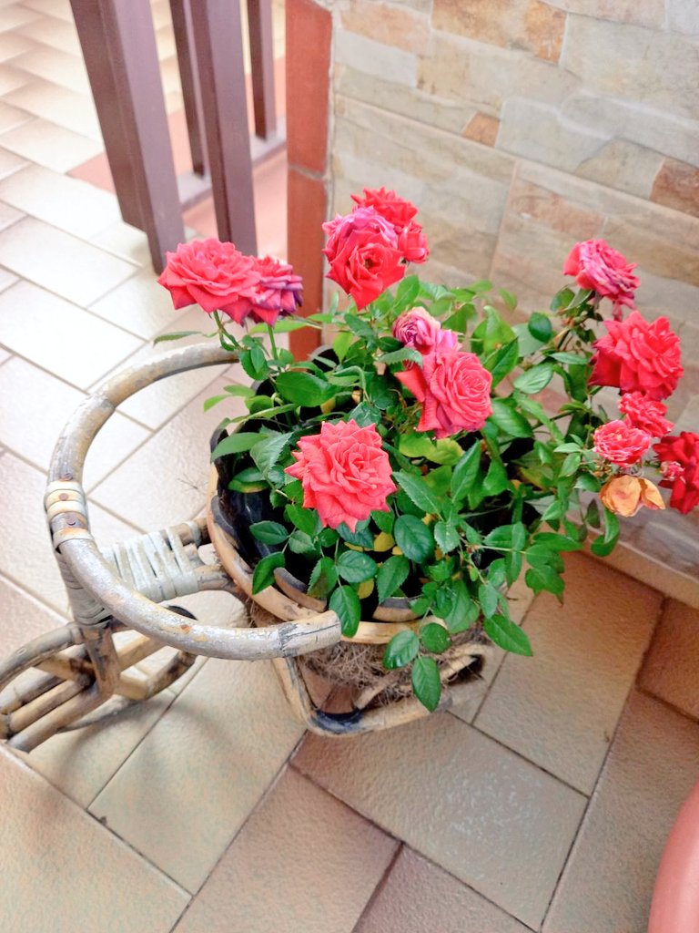 Lmlullaby's tweet photo. @mikasounds I took this photo in spring 2021, a very happy time for me. Now I want to give these pink flowers to you to wish you good luck for tonight, because yes, tonight must be the beginning of a new spring, a new bloom🌼🌺 https://t.co/3RDTA5Hx8A