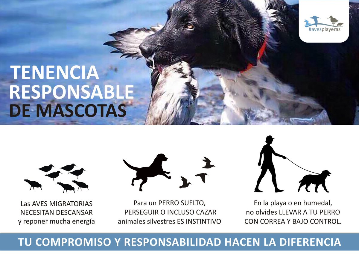 avesplayeras's tweet photo. La conducta deseada es que no lleves tu mascota a sitios críticos para las aves playeras. Pero si no tienes otra opción, la tenencia responsable hace la diferencia para conservar a las aves playeras #avesplayeras. https://t.co/JSLPyMhCtZ