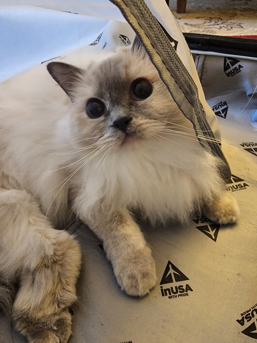beetlesaurus's tweet photo. I'm working on commissions right now, so have a picture of Beanie instead! Back to streaming tonight, 6 pm EST! We're on #genshinimpact ! https://t.co/py5Ake56Zc #twitch #twitchstreamer #twitchaffiliate #twitchstreamers #twitchaffiliates #CatsOfTwitter https://t.co/PmlN3RfqeP