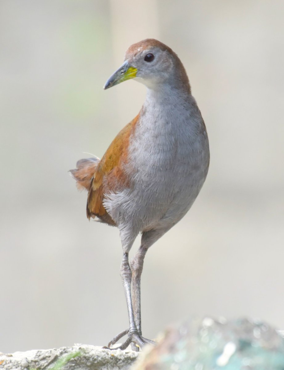 ShivaJmc12's tweet photo. The Bold Model! 

#browncrake @pargaien @UKNikon #indiaves @Natures_Voice #ThePhotoHour @NikonIndia #birdphotography @world_the_bird #birds #birdwatching #BBCWildlifePOTD #BirdsSeenIn2022 #TwitterNatureCommunity @amazingbirds11 @NatGeoIndia @WildlifeMag @natgeowild @aramco https://t.co/bPYe0rOv7q