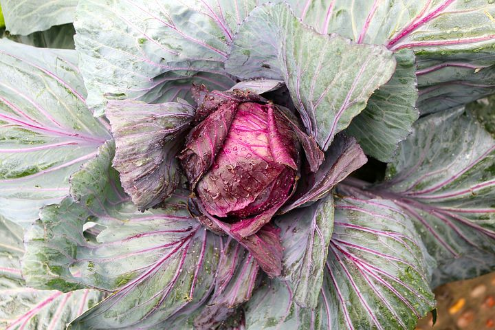 TattaseTV's tweet photo. Hi #family
What a tantaliser!
This crisp fresh veggie is way more versatile than you think. Feel free to do whatever you will with #cabbage
#Foodie #coleslaw #cabbagerecipes #RecipeOfTheDay https://t.co/Qi0gO7dixp