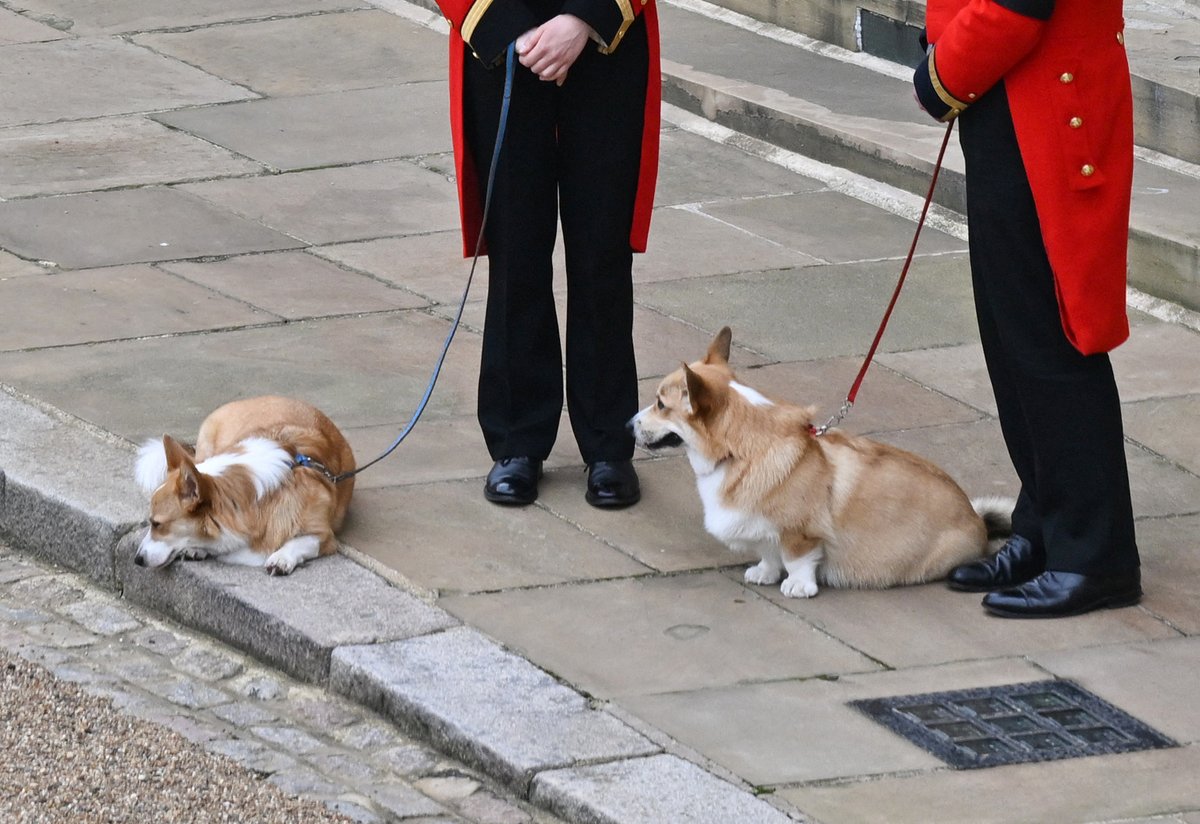 enews's tweet photo. The Queen's corgis, Muick and Sandy, are walked inside Windsor Castle ahead of the arrival of her coffin. ♥️ https://t.co/lSFmkkr6Yy