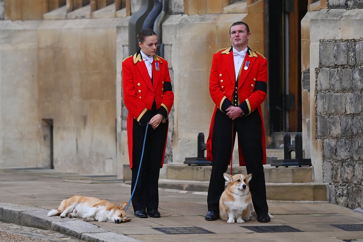 enews's tweet photo. The Queen's corgis, Muick and Sandy, are walked inside Windsor Castle ahead of the arrival of her coffin. ♥️ https://t.co/lSFmkkr6Yy