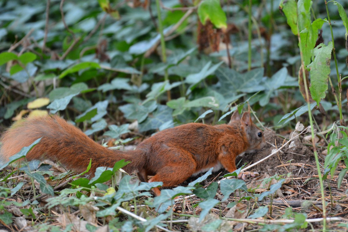 Young Red Squirrel, Plas Newydd Hall, Anglesey 18/09/22