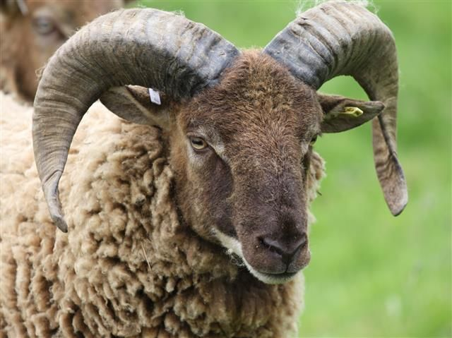 Ram (@ramhourly) on Twitter photo 