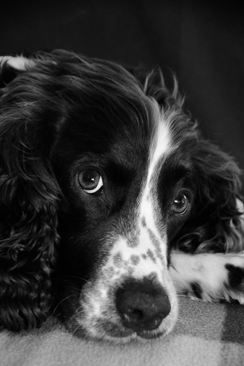 tPholme's tweet photo. A pet portrait for #FSPrintMonday #WexMondays #spaniel #nikonphotography https://t.co/HfPISEpT8N