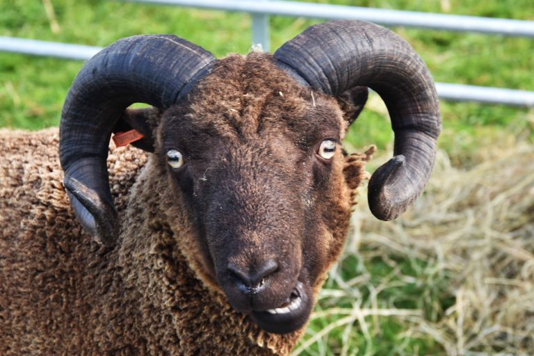 Ram (@ramhourly) on Twitter photo 