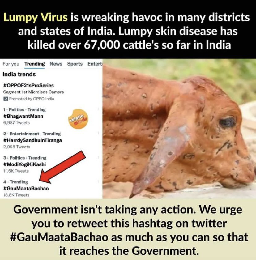Yogeshk67178460's tweet image. I want to tell all govt athorites kindly take necessary action on lumpy virus #GauMataBachao 🙏🙏