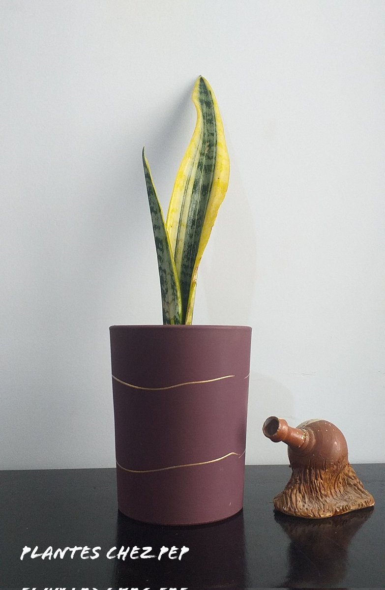 plantes chez pep tweet media