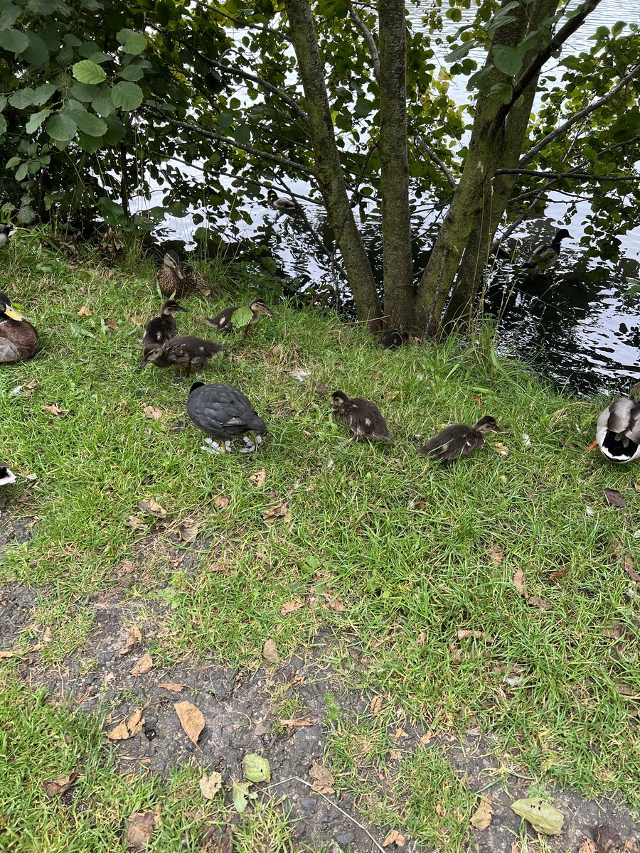 marauder_potter's tweet photo. Bit late in the season for ducklings but it was lovely to see them all the same today @Shaunski15 #parkwalks #malards #ducklings #familytime https://t.co/ZVDKHlv1KP