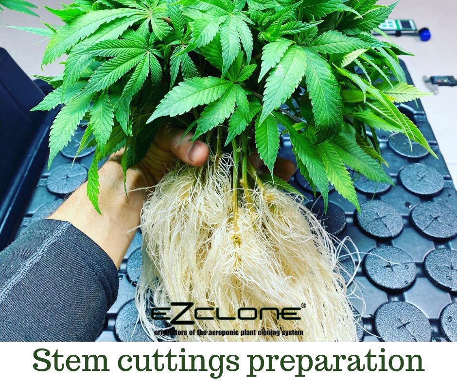 ezclone's tweet photo. There are a few crucial steps when preparing the stem cuttings. Remove unnecessary leaves and cut the big ones in half. Such a process allows the plant to focus its energy on root development instead of keeping those leaves healthy and happy. https://t.co/lNQl9b7nSf