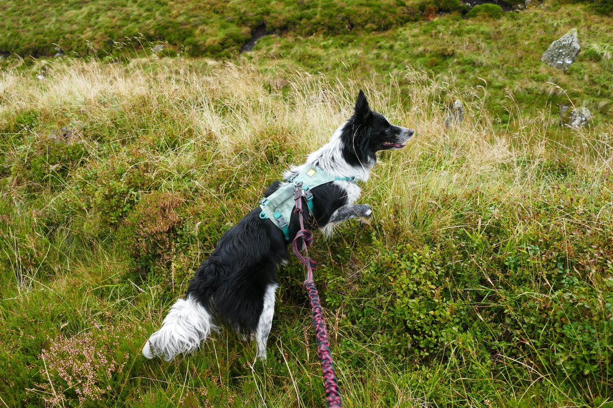 colliefullife's tweet photo. My very first #Corbett today with big sis Zena (who has now been up this one twice) - Monamenach π Took us less than 2 hours, rained but still nice to get out on a hill!
Dakota
#Hilldogs #DogsOfTwitter #BorderCollies #DogTwitter #DogsOnTwitter https://t.co/4I971i9x7S