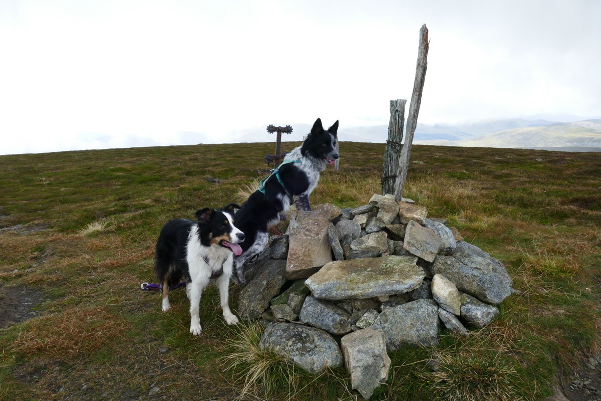 colliefullife's tweet photo. My very first #Corbett today with big sis Zena (who has now been up this one twice) - Monamenach π Took us less than 2 hours, rained but still nice to get out on a hill!
Dakota
#Hilldogs #DogsOfTwitter #BorderCollies #DogTwitter #DogsOnTwitter https://t.co/4I971i9x7S