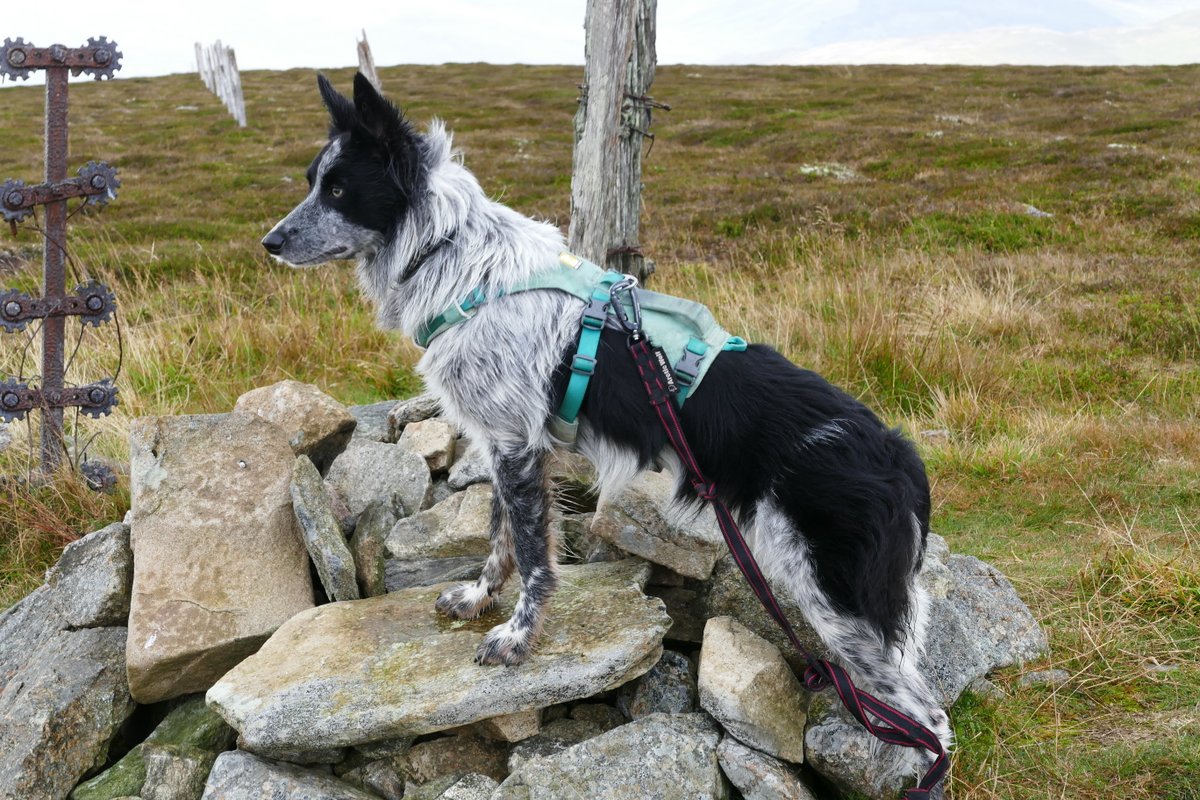 colliefullife's tweet photo. My very first #Corbett today with big sis Zena (who has now been up this one twice) - Monamenach π Took us less than 2 hours, rained but still nice to get out on a hill!
Dakota
#Hilldogs #DogsOfTwitter #BorderCollies #DogTwitter #DogsOnTwitter https://t.co/4I971i9x7S