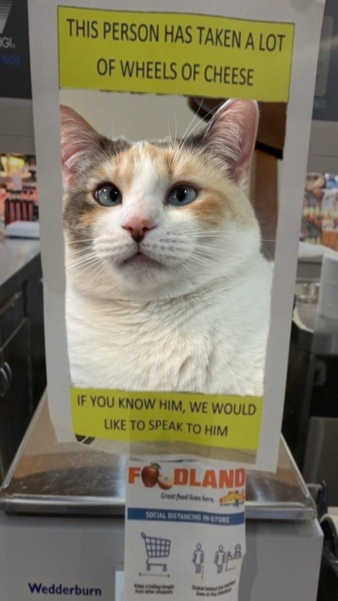 Panko A. Cat’s Mom (@fatfatpankocat) on Twitter photo 