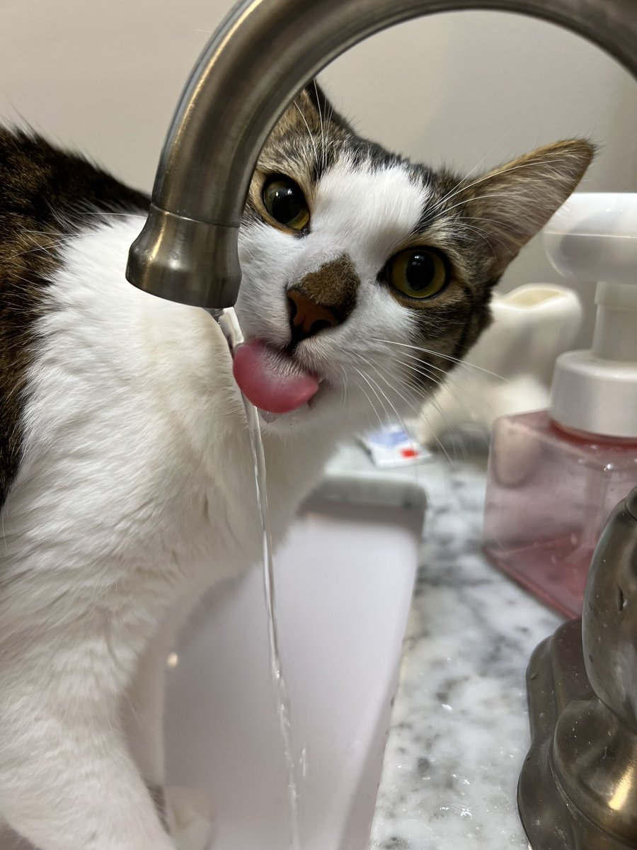 catnamedham's tweet photo. this is Not my grumpy face , i am just staying Hydrated https://t.co/KMOQi1Lpgo