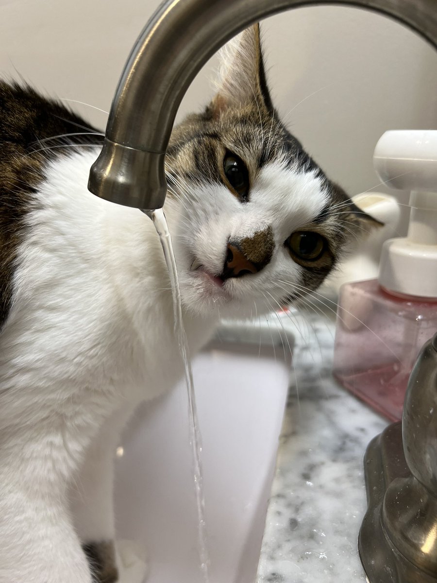 catnamedham's tweet photo. this is Not my grumpy face , i am just staying Hydrated https://t.co/KMOQi1Lpgo