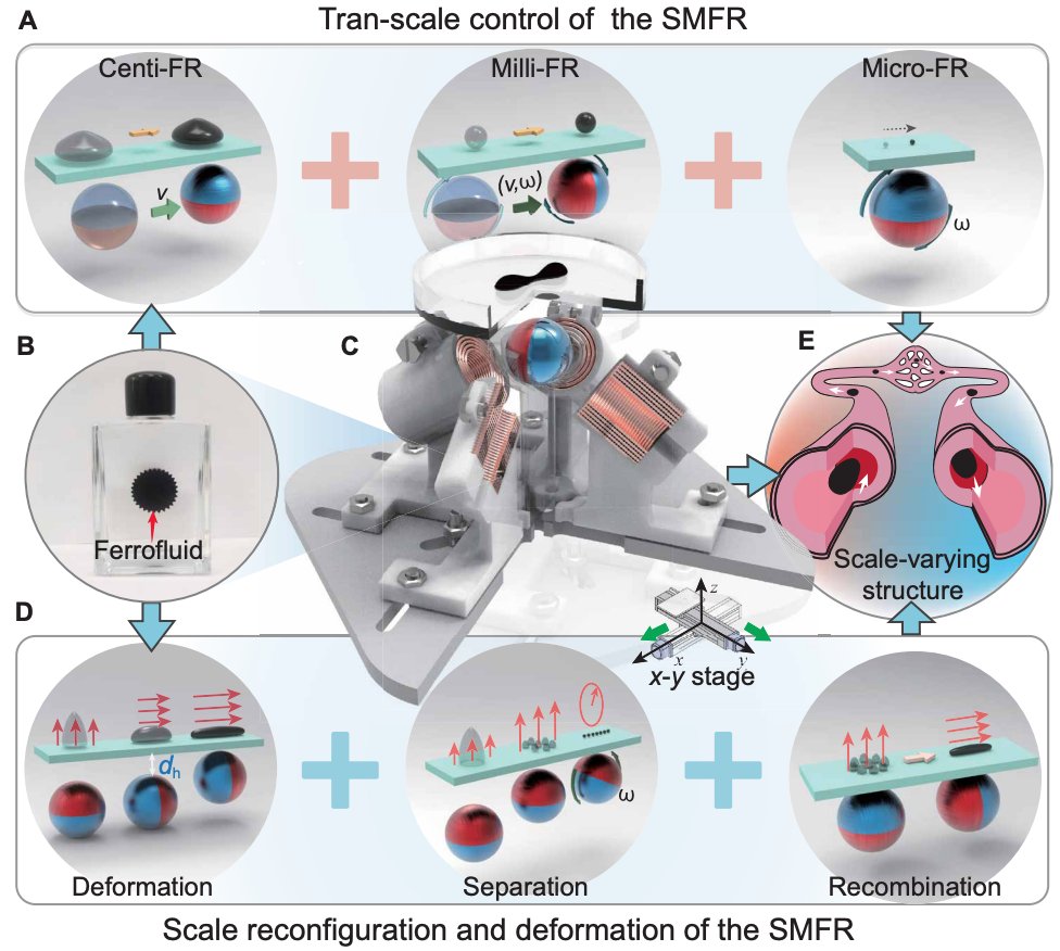 Size- and shape-changing magnetic miniature #SoftRobots can adapt to constrained environments. New work highlights the medical potential of wireless #robots in confined regions of the body. fcld.ly/d8bv3jg