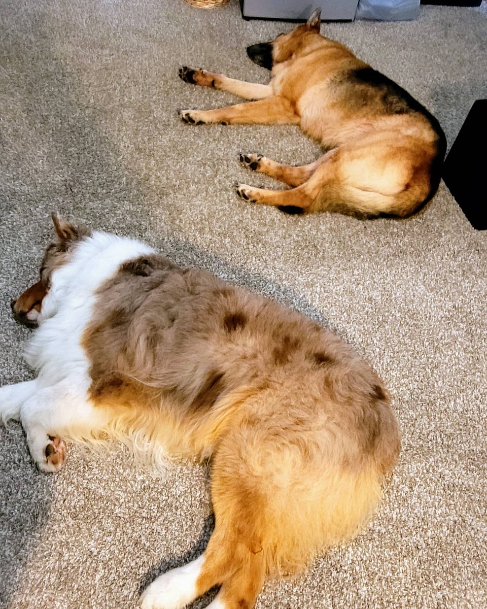 LauraRoeder_RR's tweet photo. I think Monday came too quickly for these guys.
#Memo #Ginger #Mondaysnooze #Monday #Dogs #Dogday #gsd #austrailanshepherd #workbuddies #dogsatwork https://t.co/ubcoCgcl3V