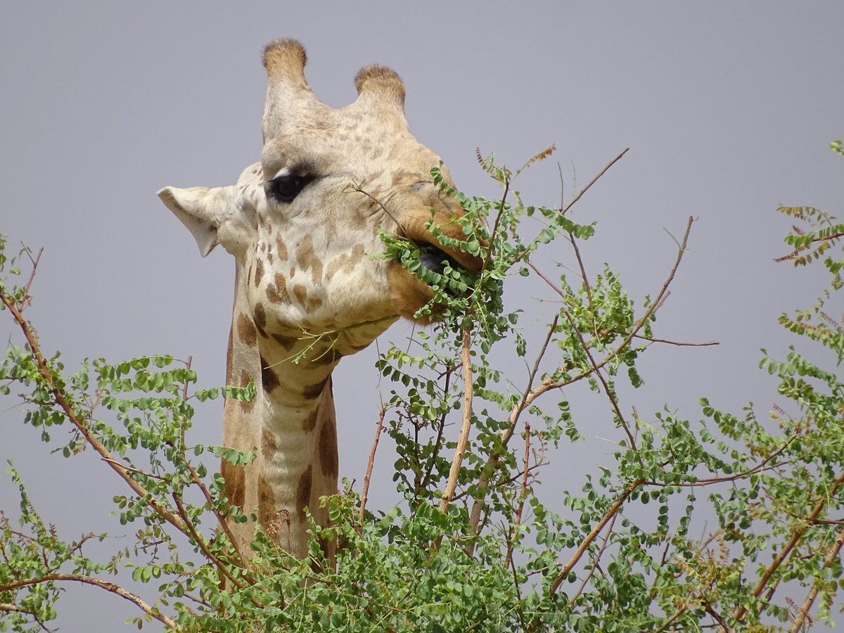 Excellente semaine ❤️❤️❤️🦒🦒🦒