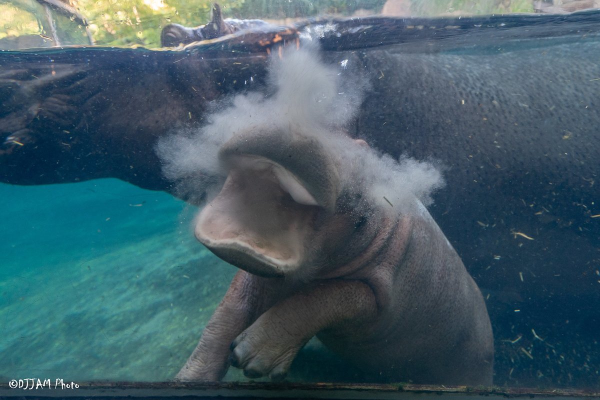 CincinnatiZoo's tweet photo. If we could all have Fritz's energy! #MondayMotivation https://t.co/JOv4KCexqe