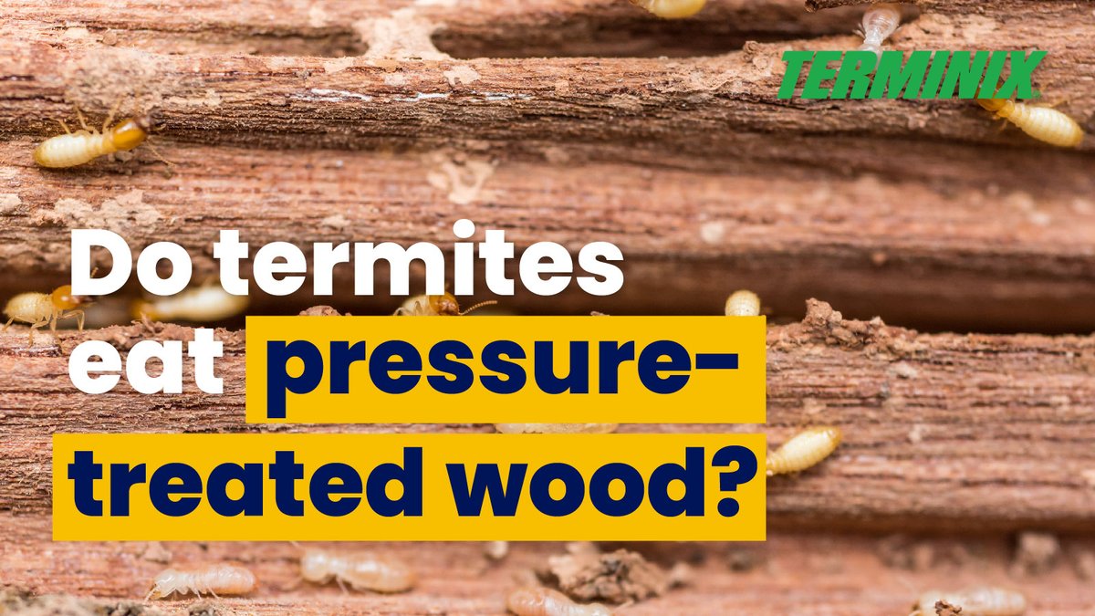 You may have heard that termites won't eat pressure treated wood. However, termites aren't particularly picky eaters. Learn more about what termites eat: terminix.com/termites/do-te…