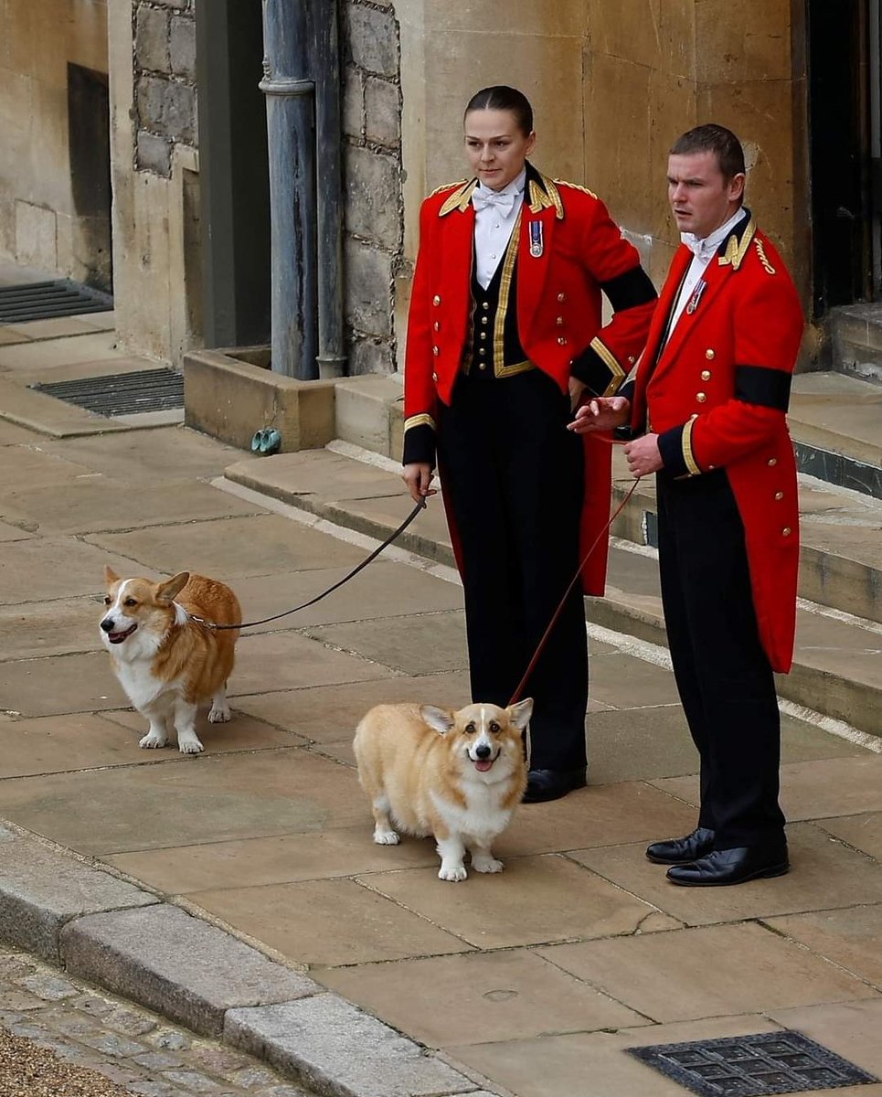 hpstubbs's tweet photo. I'm not crying ๐ญ๐ญ #muickandsandy
#corgis
#HMQueenElizabethII https://t.co/Z4BjaEPZAu
