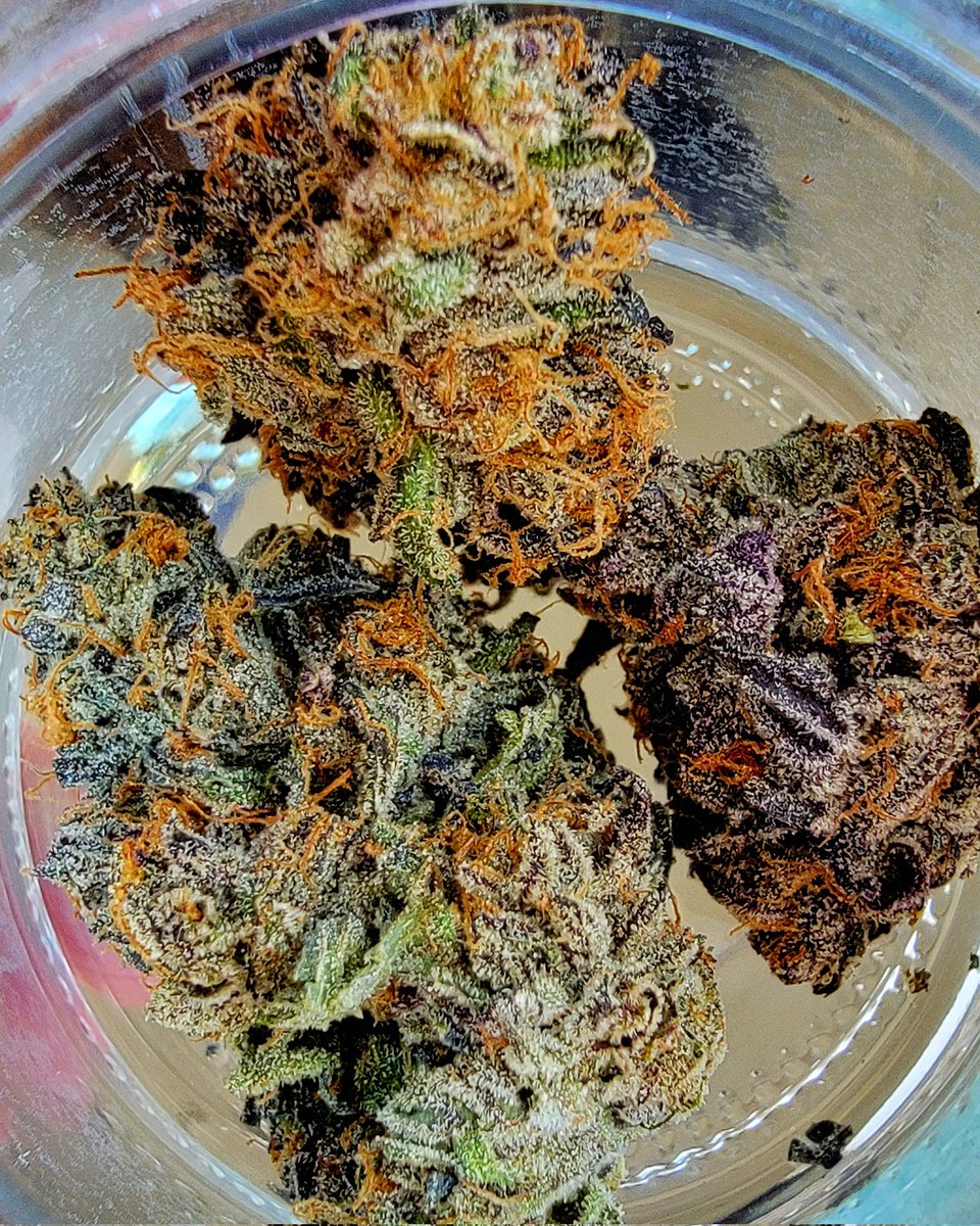 cookiesqueen33's tweet photo. This is why, this is why I love Biscotti! #Mmemberville #Cannabis #CannabisCommunity #StonerFam https://t.co/PGiw8CuMbH