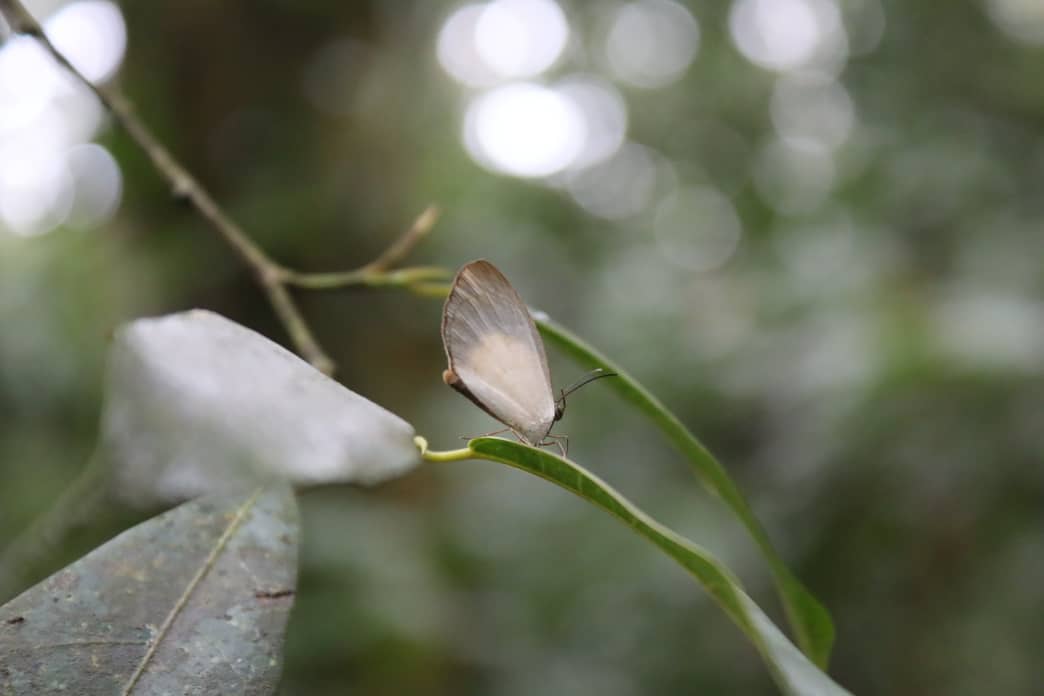 ngambaisland's tweet photo. For this week, "float like a butterfly"_ Muhammad Ali. #InspirationalQuotes
#Think_fast #Creative #visit #explore #PositiveEnergy #support #nature https://t.co/u0iJyXmPcn
