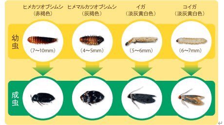 ヒメカツオブシムシ Twitter Search Twitter ヒメカツオブシムシ Twitter Search Twitter