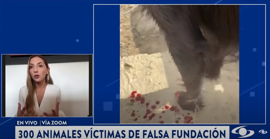NoticiasCaracol's tweet photo. EN VIVO 🔴 | Escándalo por falsa fundación en Carmen de Carupa, Cundinamarca: albergaba 300 animales en pésimas condiciones. ¿Qué pasará con las mascotas? Más en https://t.co/yqNEZK7rZ3 https://t.co/nPkns4N0T7