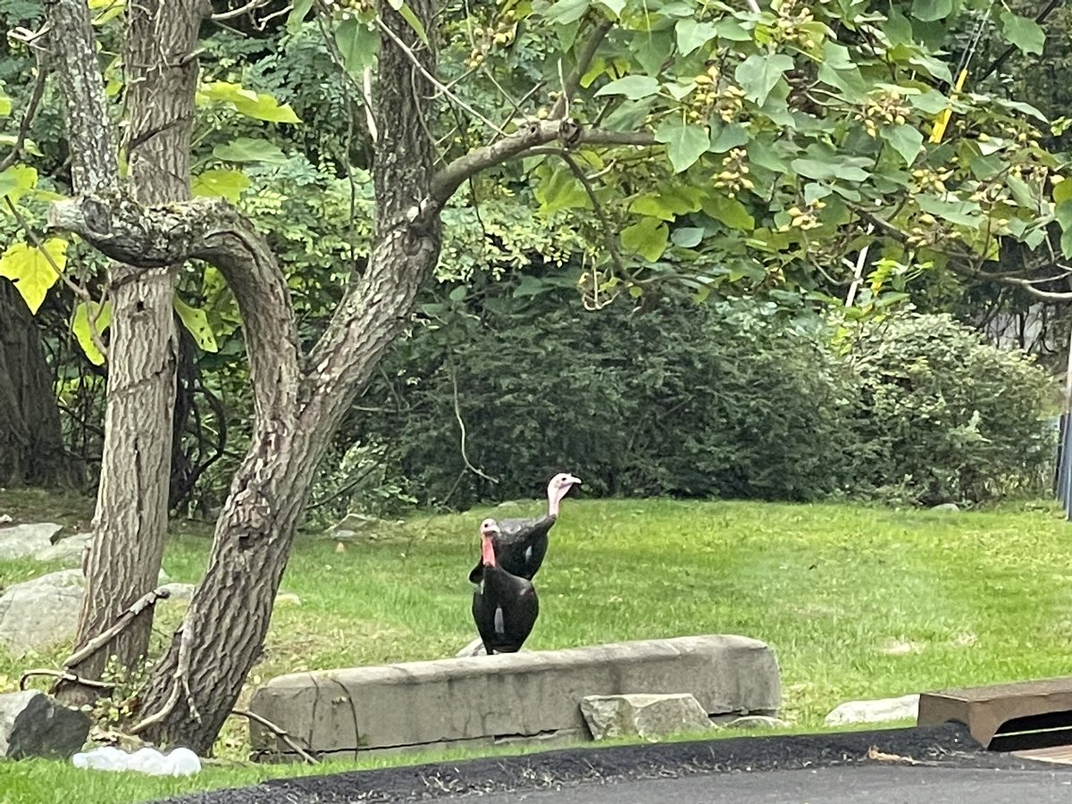 LisaLaRocca12's tweet image. Good morning from #StonyPoint!  Seems we have a live audience today! 🦃 @News12HV @News12WC @N12Thunderbolt  #LocalMatters