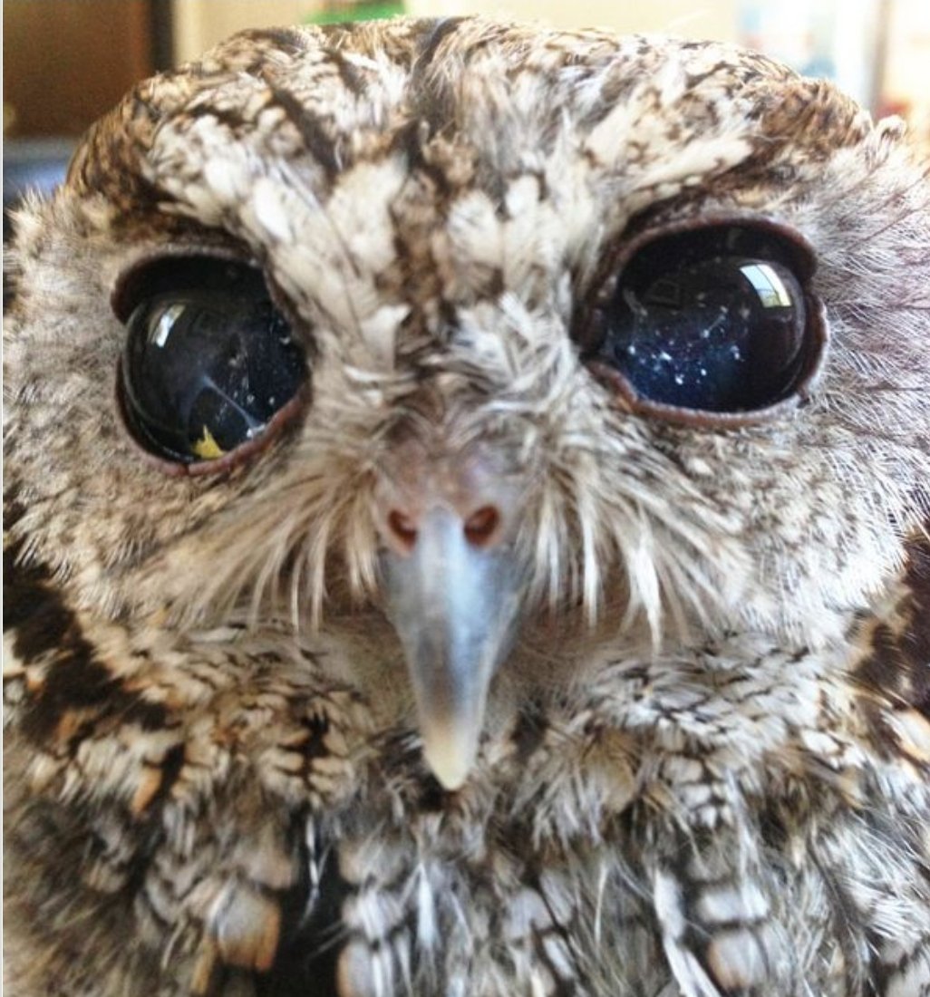 MBK3232's tweet photo. @juno_owl 瞳の中に宇宙が輝く盲目の梟✨️
その中の一つの星として応援してるよぉ～(^-^) https://t.co/2so4CxUOAm