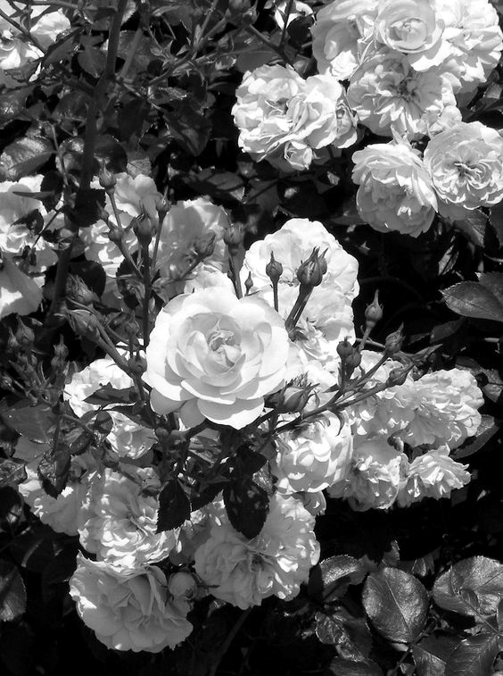 veracruz777's tweet photo. Flores https://t.co/fUdy3qwq6b
