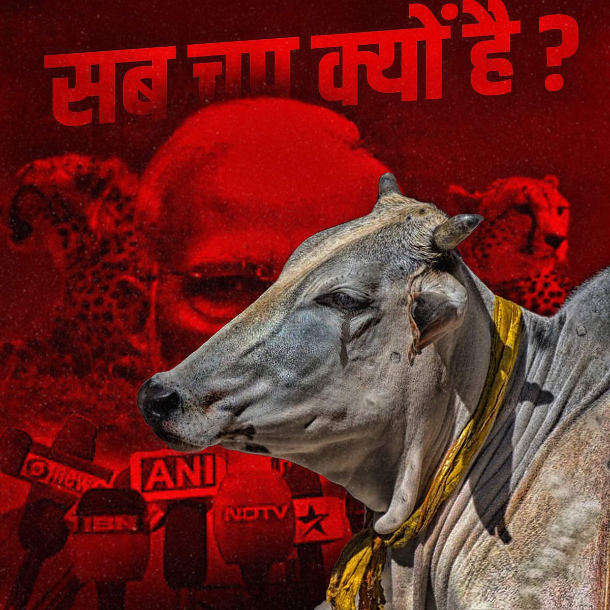 RaviBhanSingh20's tweet image. Where are the Bhakt mandli?                   #GauMataBachao