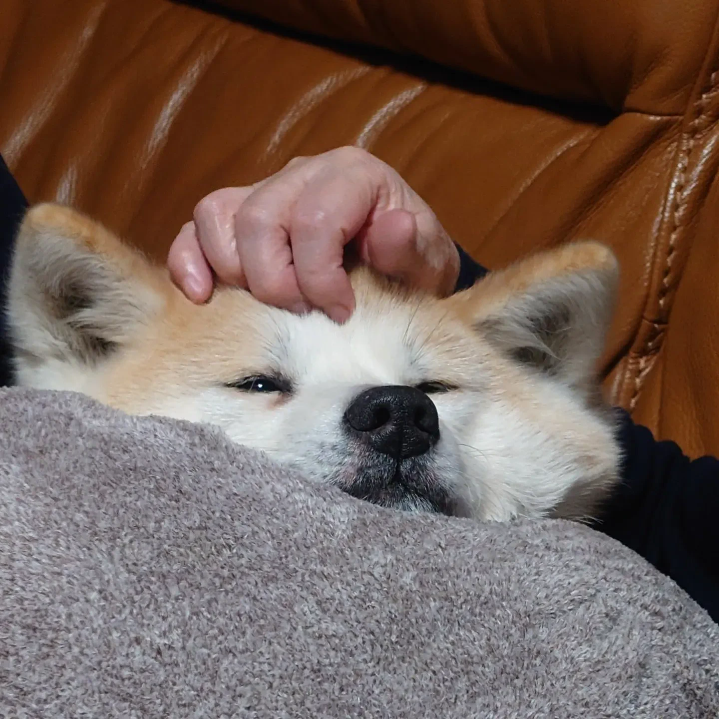 @K5dbZRmjNe77i5r 我が家の多分秋田犬、秋田犬の姿をした柴犬かもしれないです…。 