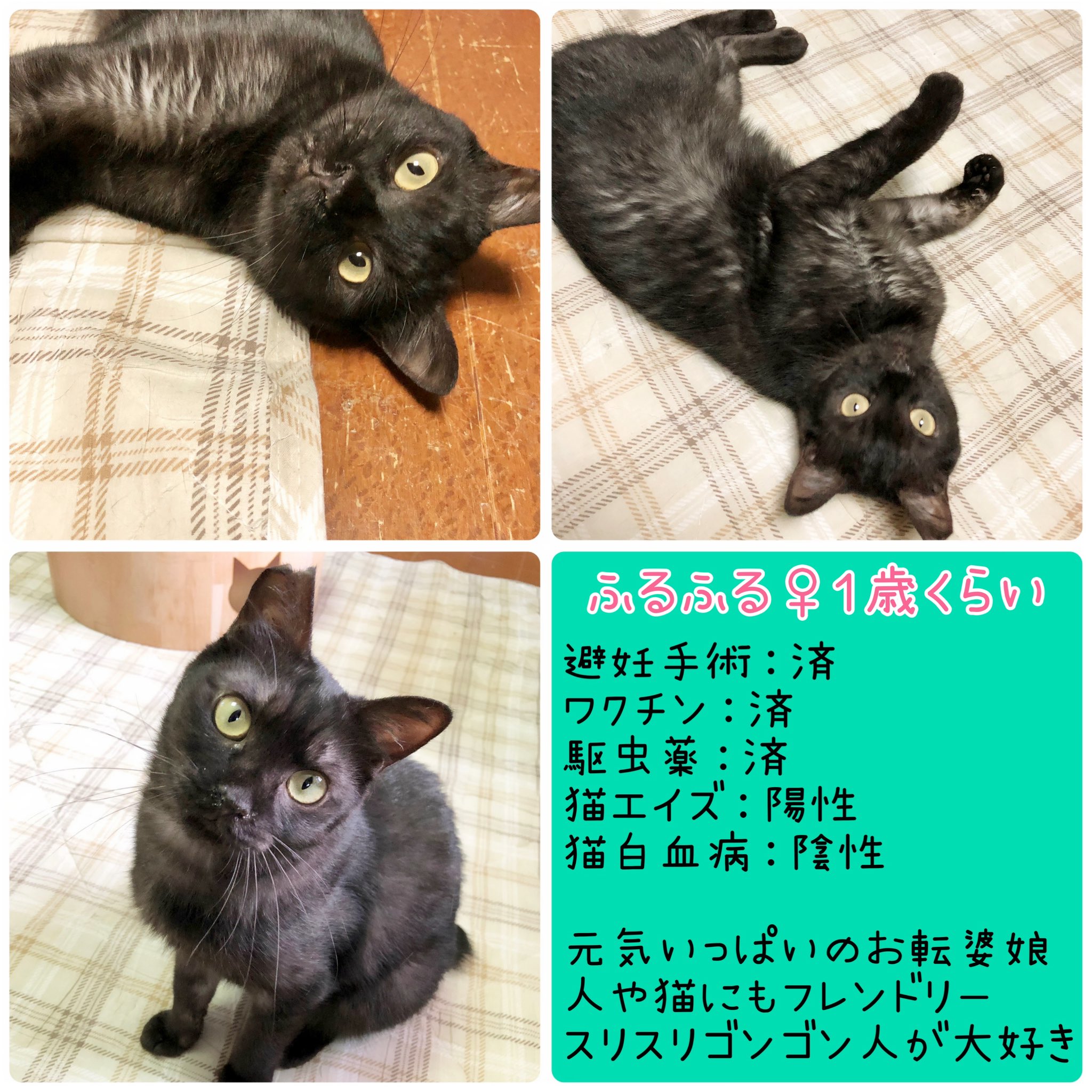 ながの鈴ねこの会 Suzunekonokai Twitter