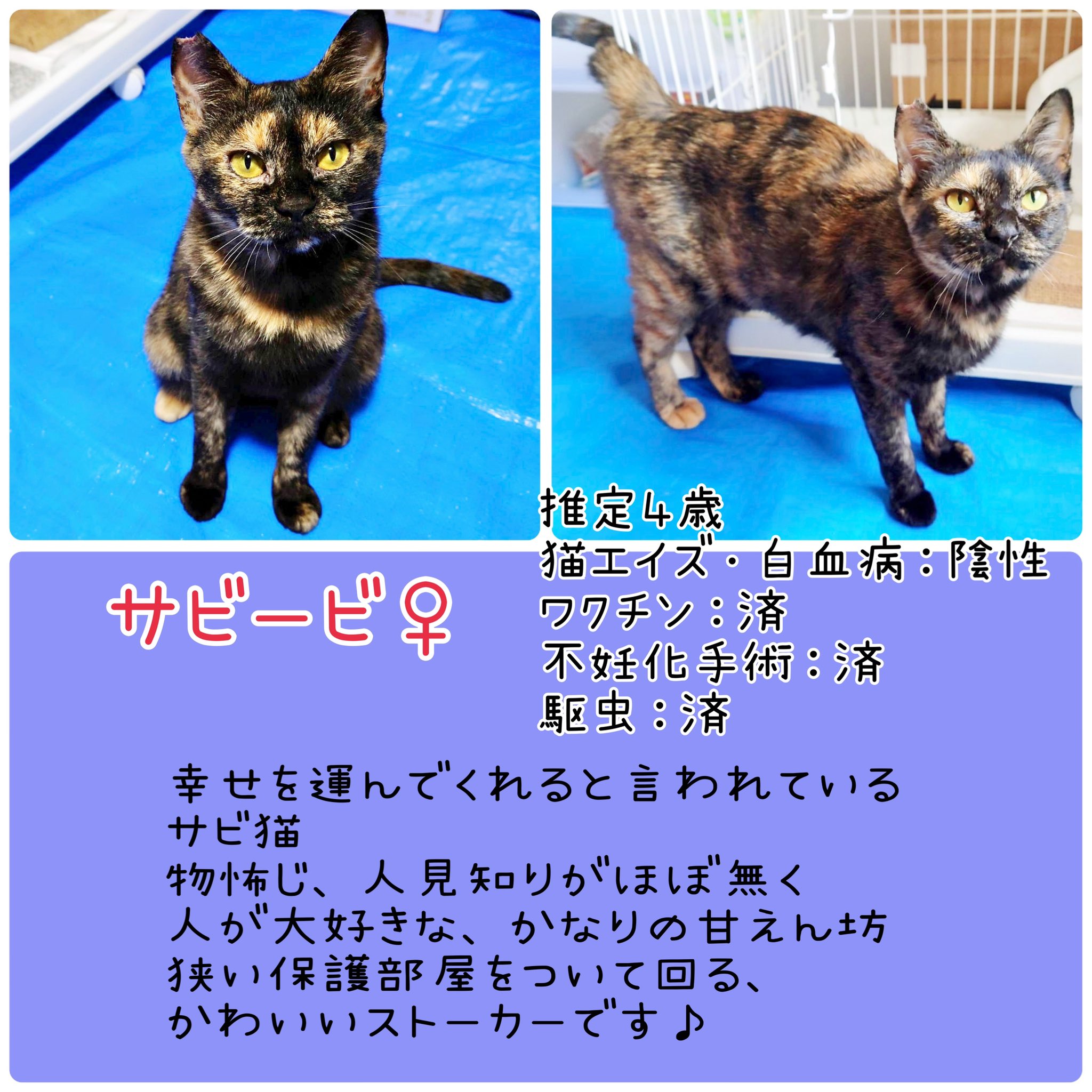 ながの鈴ねこの会 Suzunekonokai Twitter