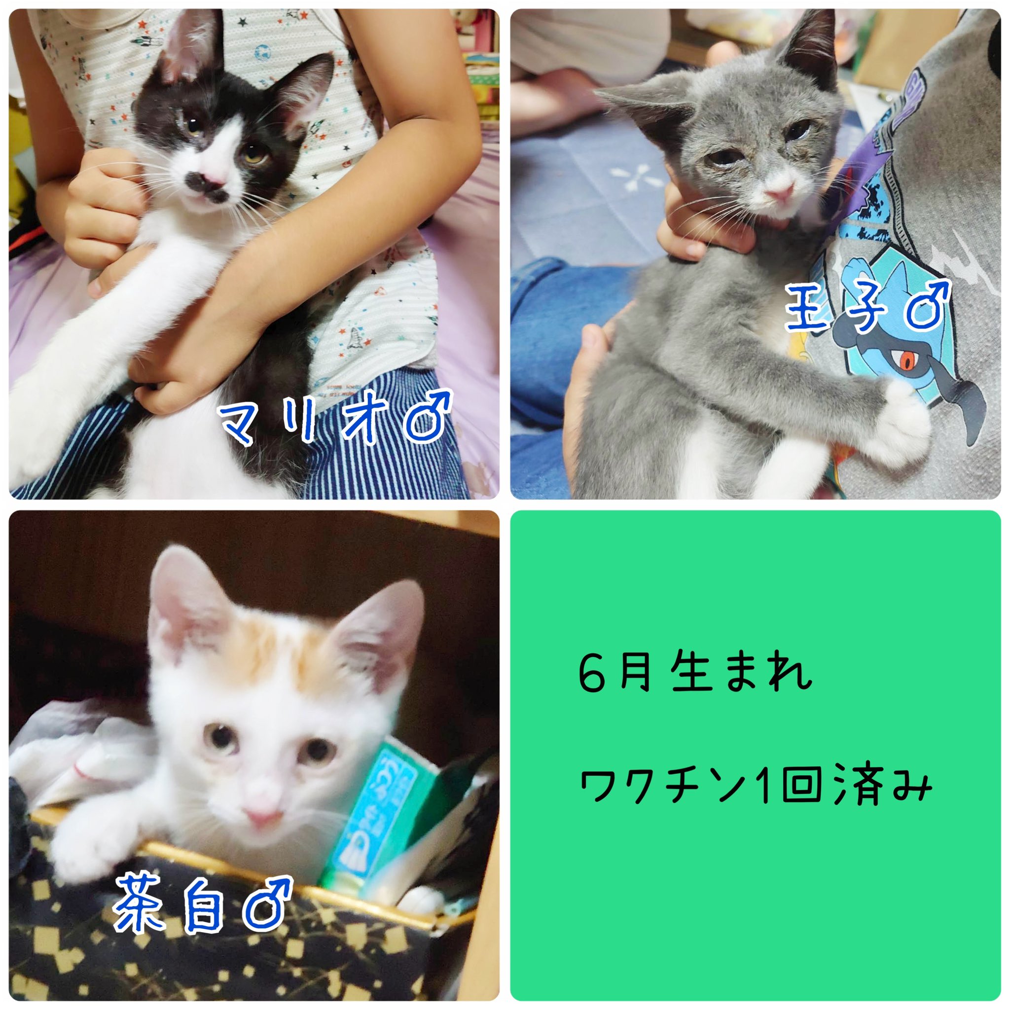 保護猫譲渡会 Twitter Search Twitter