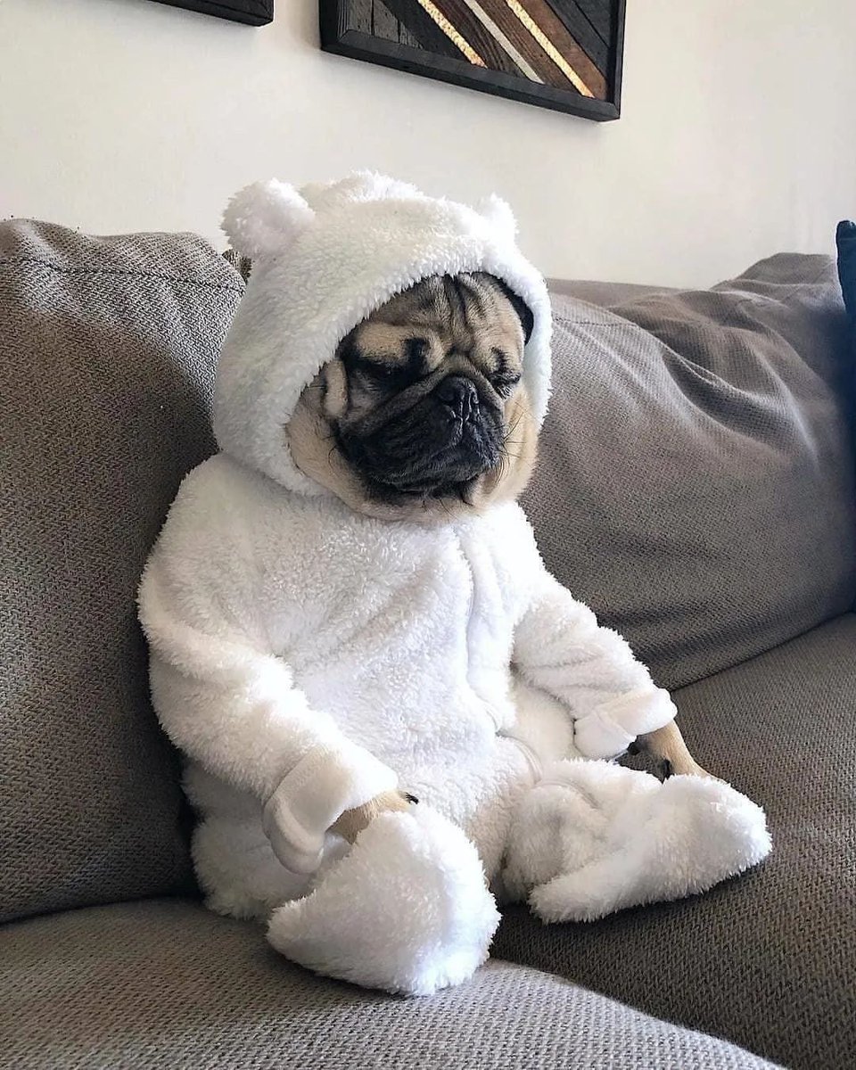 PugLovers0's tweet photo. Who love this #pug 
#dog #puppy #Pugdoge https://t.co/3DYYTOI9h5