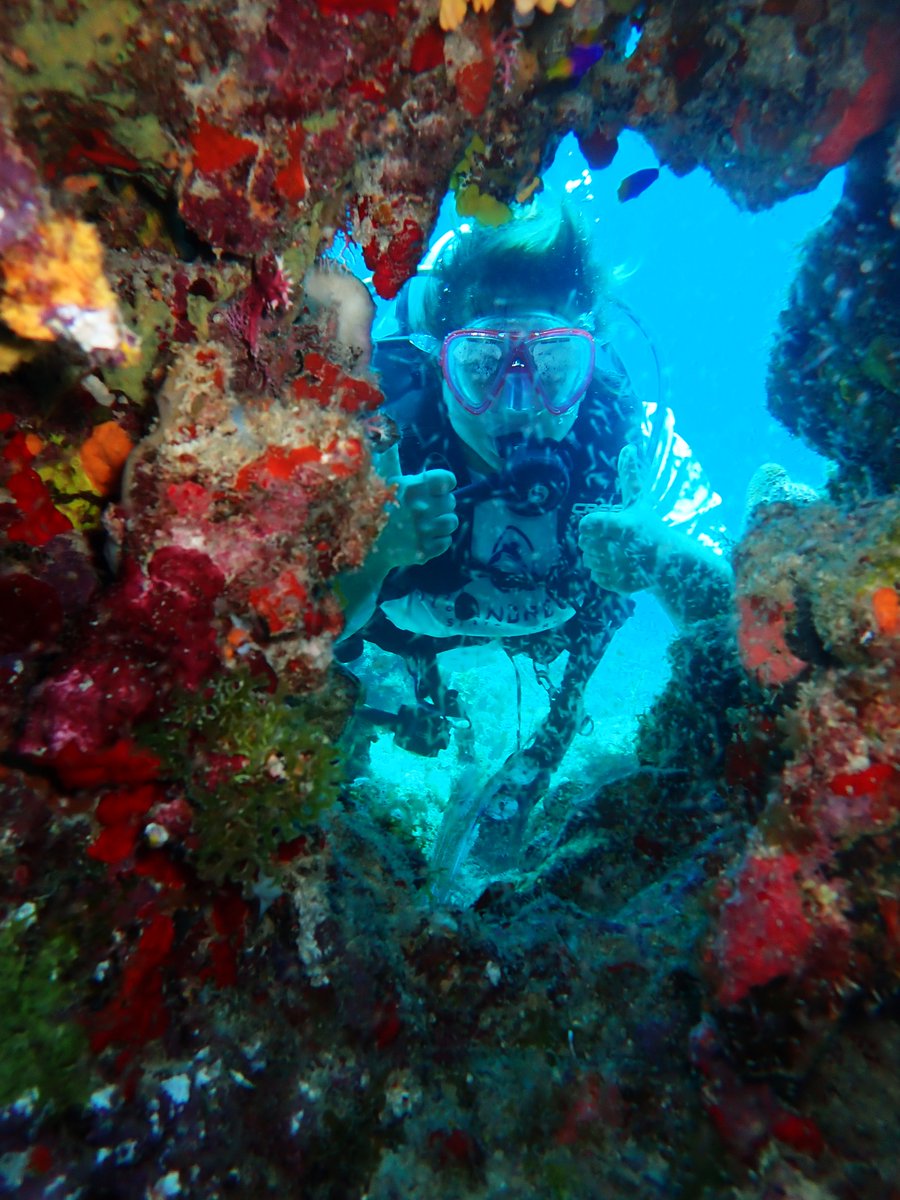 CokiDiveCenter's tweet photo. Peak-a-boo! Who doesn't love a beautiful coral reef frame?

https://t.co/QUZl3oIt62

#USVI #Scuba #Coral https://t.co/891q1kbu8C