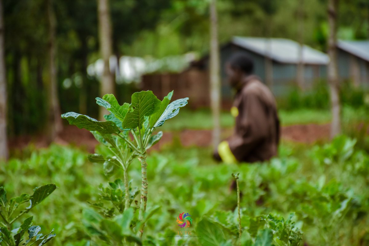 IVTGFoundation's tweet photo. We welcome @VihigaCountyGov plan to boost food security in the county through farmer field schools. For over 5 years we have been running Inua Food &amp; Nutrition Programme. #InuaFarm #VihigaFoodSecurity https://t.co/jdtU7UQlO9