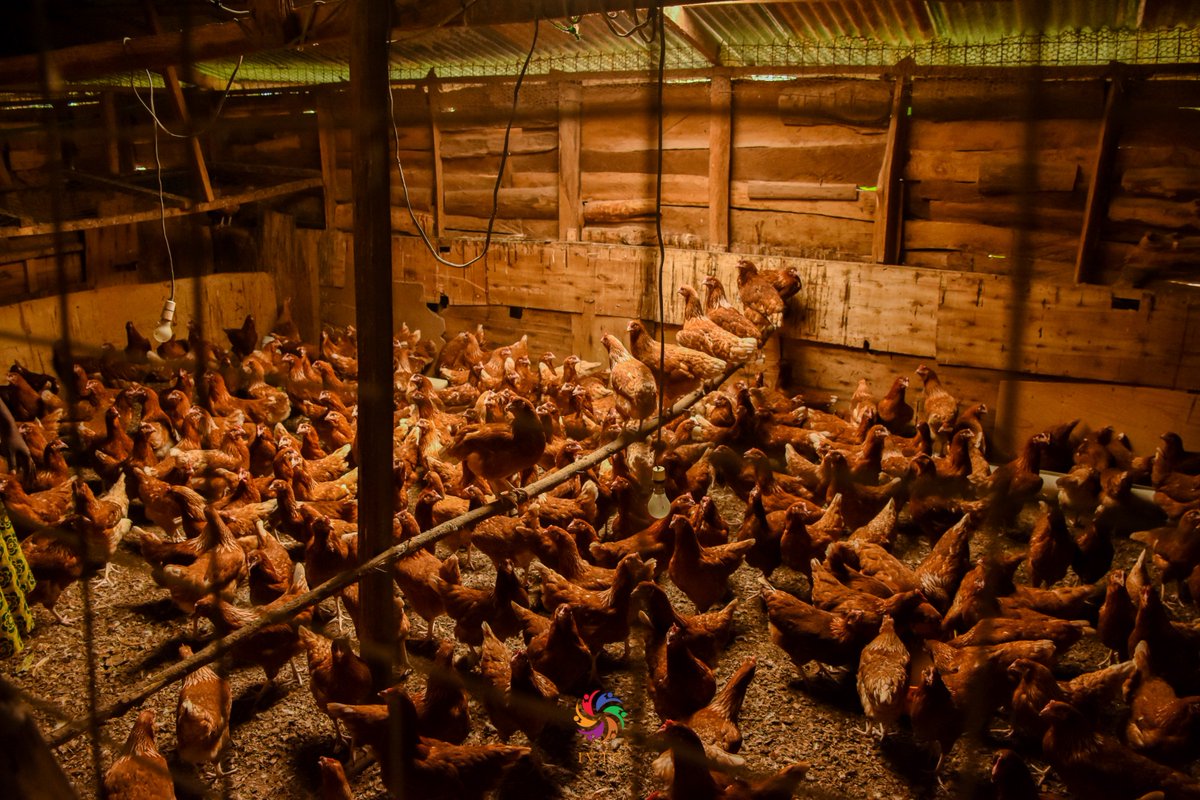 IVTGFoundation's tweet photo. We welcome @VihigaCountyGov plan to boost food security in the county through farmer field schools. For over 5 years we have been running Inua Food &amp; Nutrition Programme. #InuaFarm #VihigaFoodSecurity https://t.co/jdtU7UQlO9