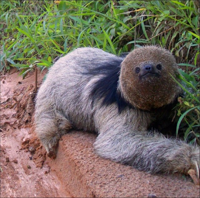 Guilherme Garbino 🇧🇷 🇵🇸 tweet media