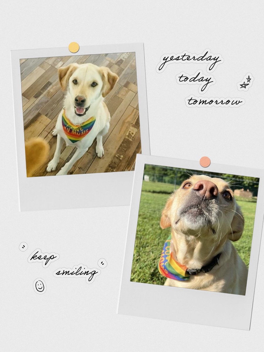 AbbysAnimals1's tweet photo. Selina and Rico are ready for the week!
#mondayletsdothis #twpdogwalker #washingtontwpnj #petsitting #abbysanimalsitters #twppetsitter #washingtontwp https://t.co/IKl9NEph2l