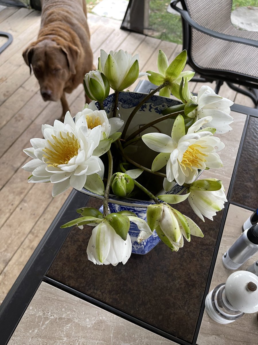 Chandy Davis tweet media