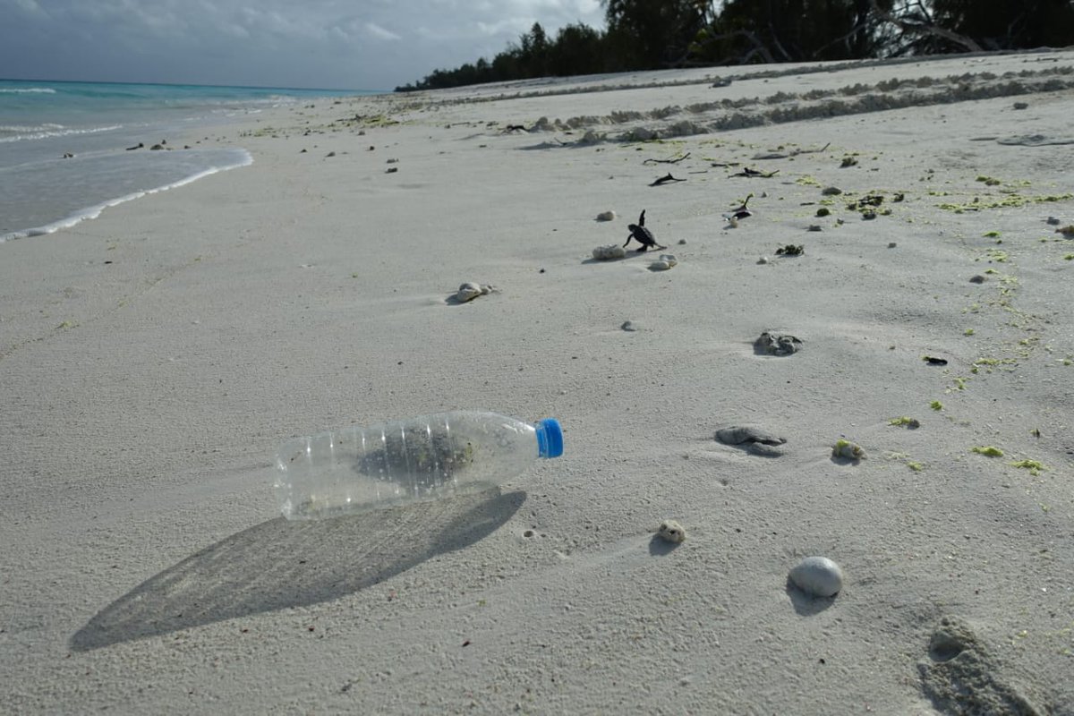SIF_Seychelles's tweet photo. #AldabraAtoll celebrated #WorldCleanupDay with a clean up along Settlement Beach on 17 September.
A total of 47.5kg of marine debris was collected, a relatively low amount due to south east, where majority of debris accumulates on the south coast of the atoll.
πΈ Michelle Risi https://t.co/zR3ECZFZam